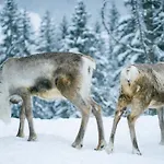 Appartement L'attrape Coeur Megève